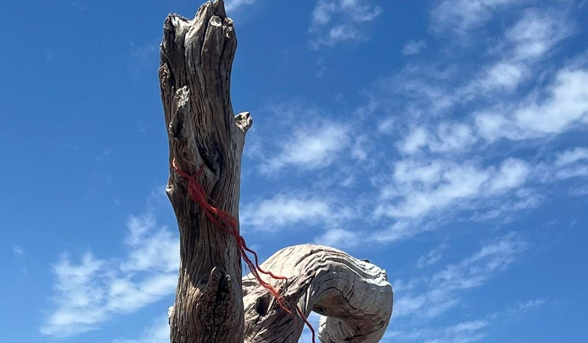 ¡Quedó tirado a un lado de un árbol seco! Localizan a hombre sin vida en el vaso de la presa en Guamúchil