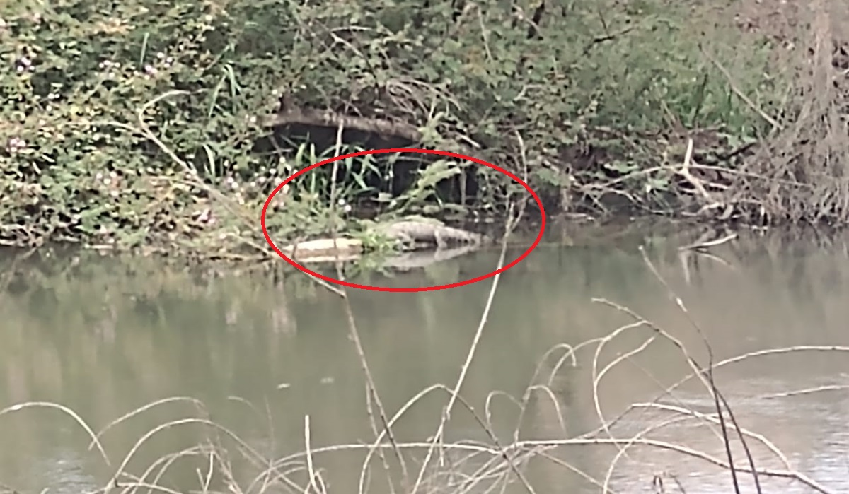 ¡Miden metro y medio! Localizan dos cocodrilos en la zona del río de Casa Blanca, Guasave