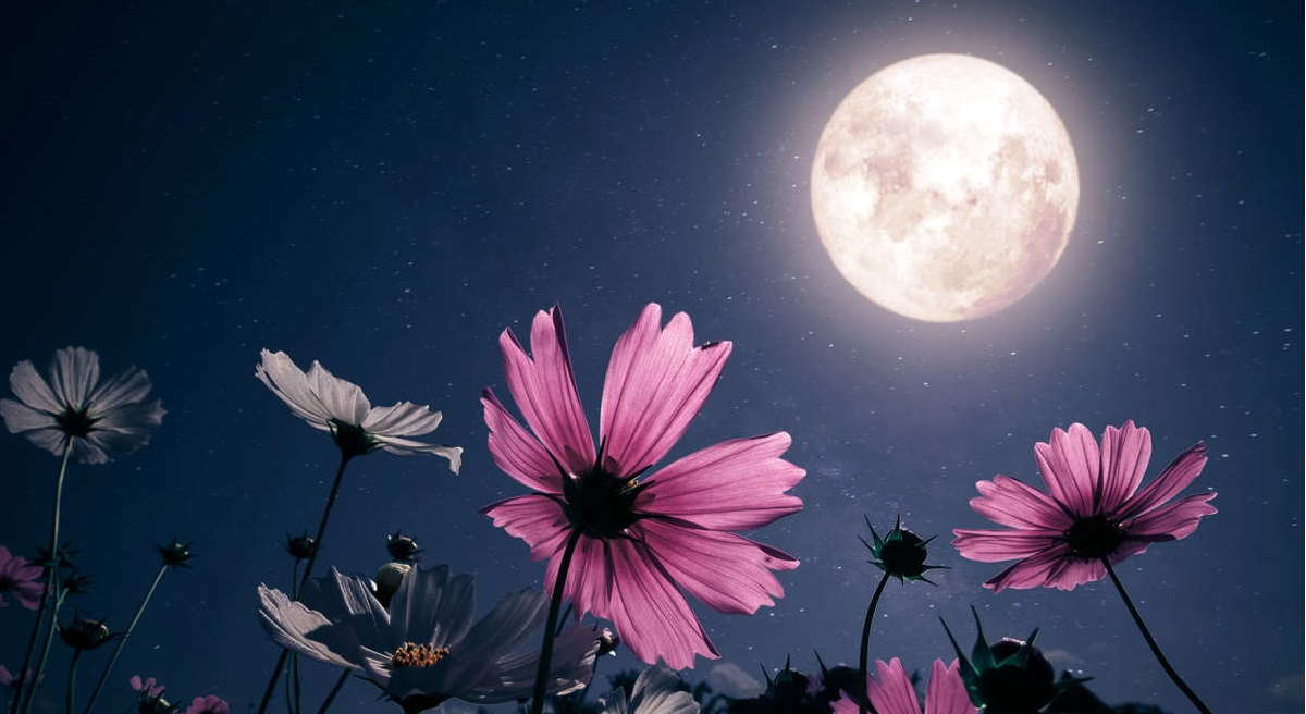 Luna de Flores: ¿Cuándo y cómo apreciar este inspirador espectáculo astronómico?
