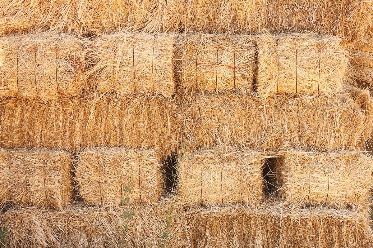 Se duplican costos de alimentos para ganado; productores de Elota ven difícil mantenerse en pie