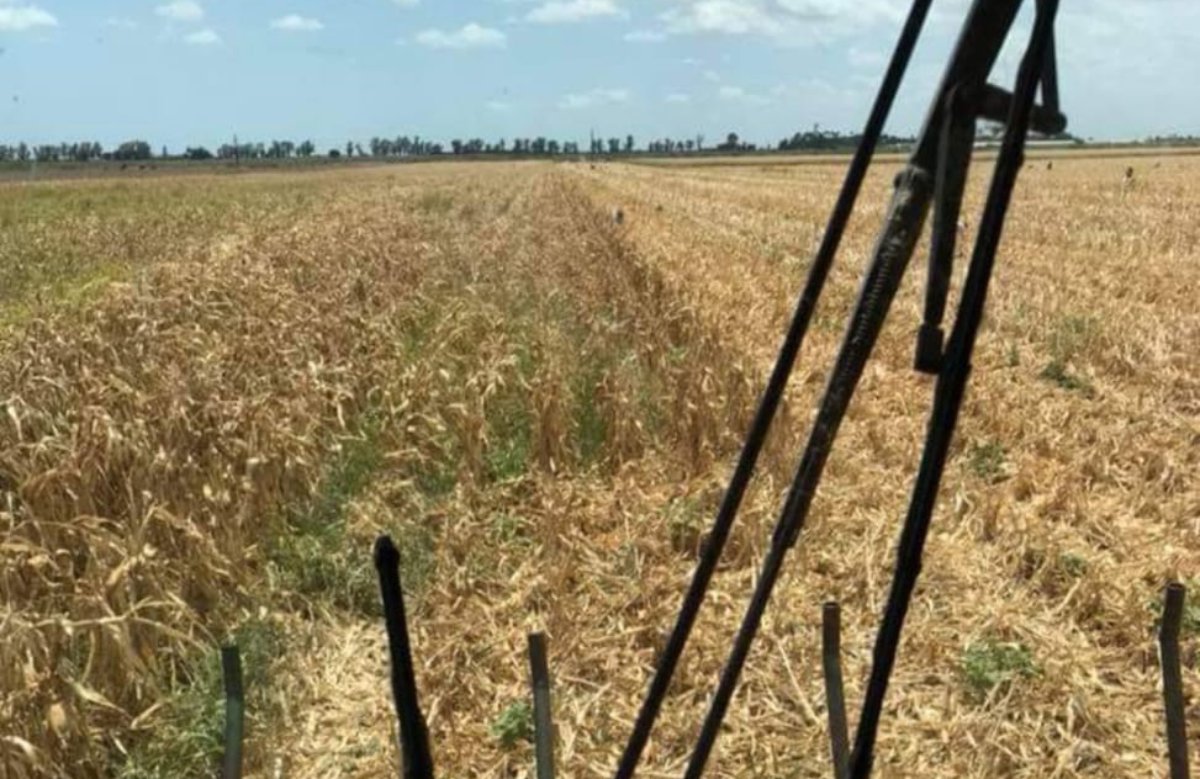 ¡Se quedan en el camino! Campesinos de Sinaloa “producen caro y venden barato”, exigen subsidios a insumos