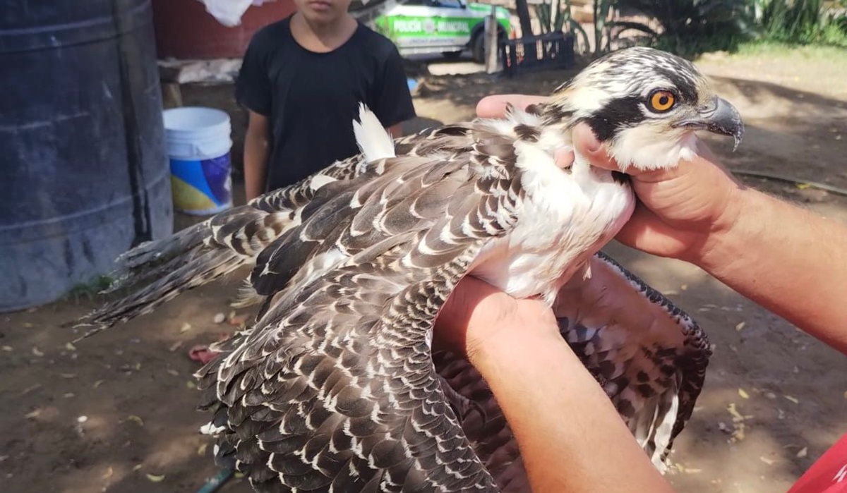 Rescatan águila pescadora en Las Glorias, en Guasave