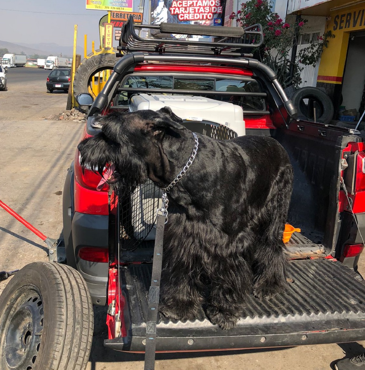 ‘Es un milagro’, aparece Rocky en Mazatlán y ya está con su familia