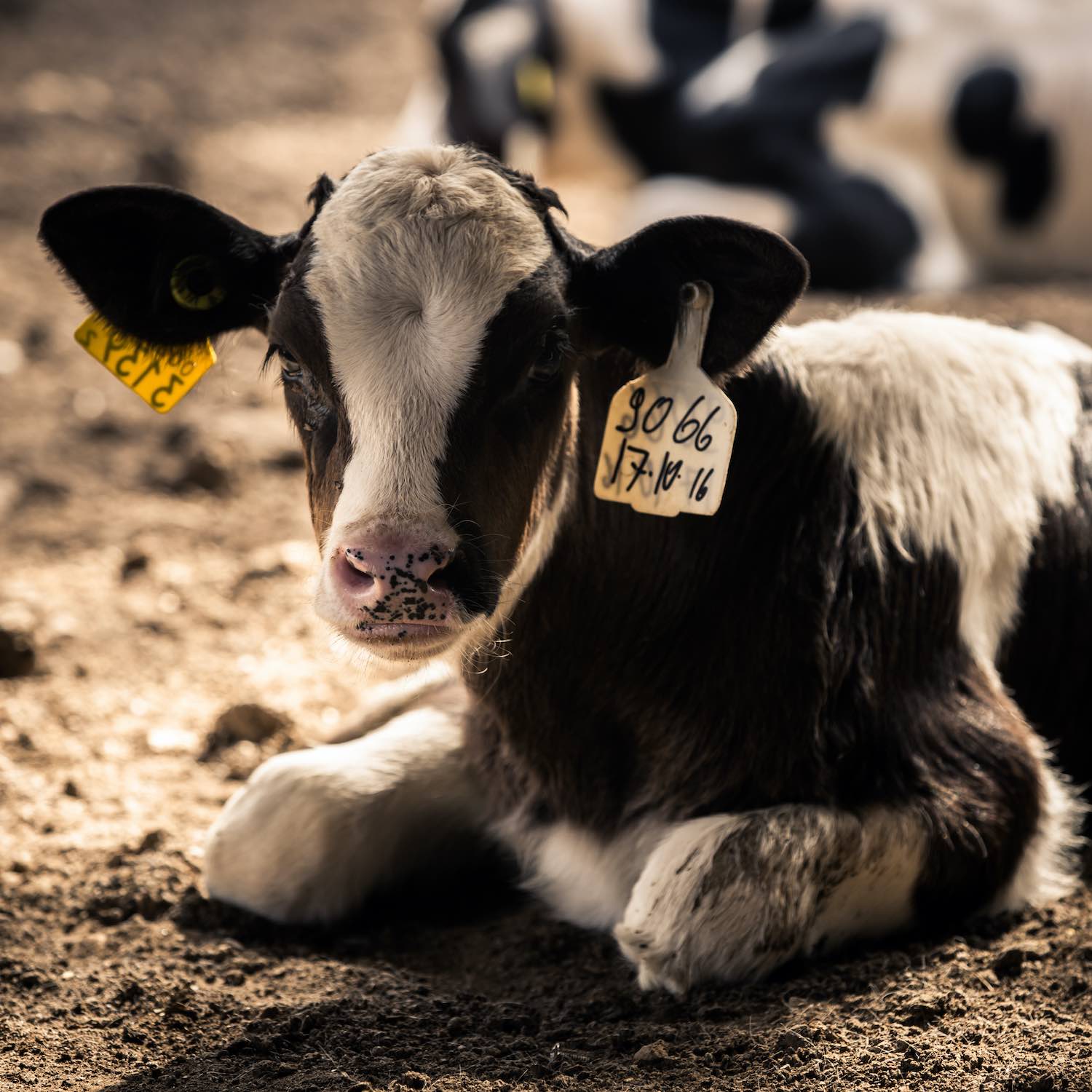 México enfatiza frente a 183 países la importancia de la salud animal para la seguridad alimentaria mundial