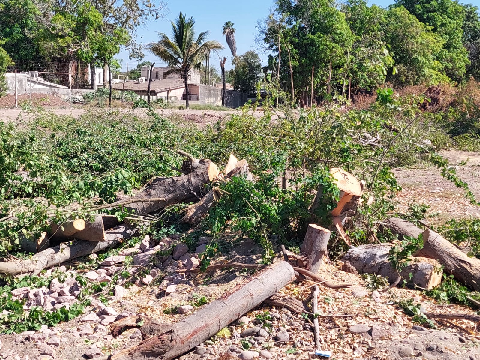 Reprobable que por inversiones se descuide fauna y flora en Ahome: Canacintra Los Mochis