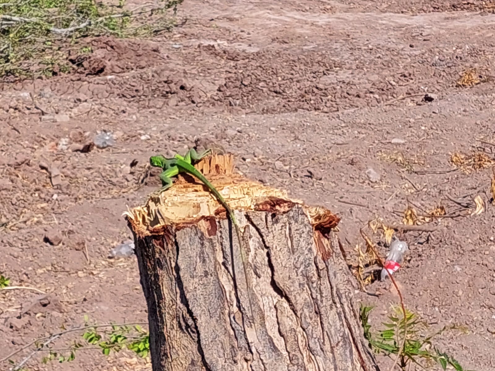 ¡Sigue el ecocidio! De noche talan árboles de alameda del bulevar Rosales en Los Mochis