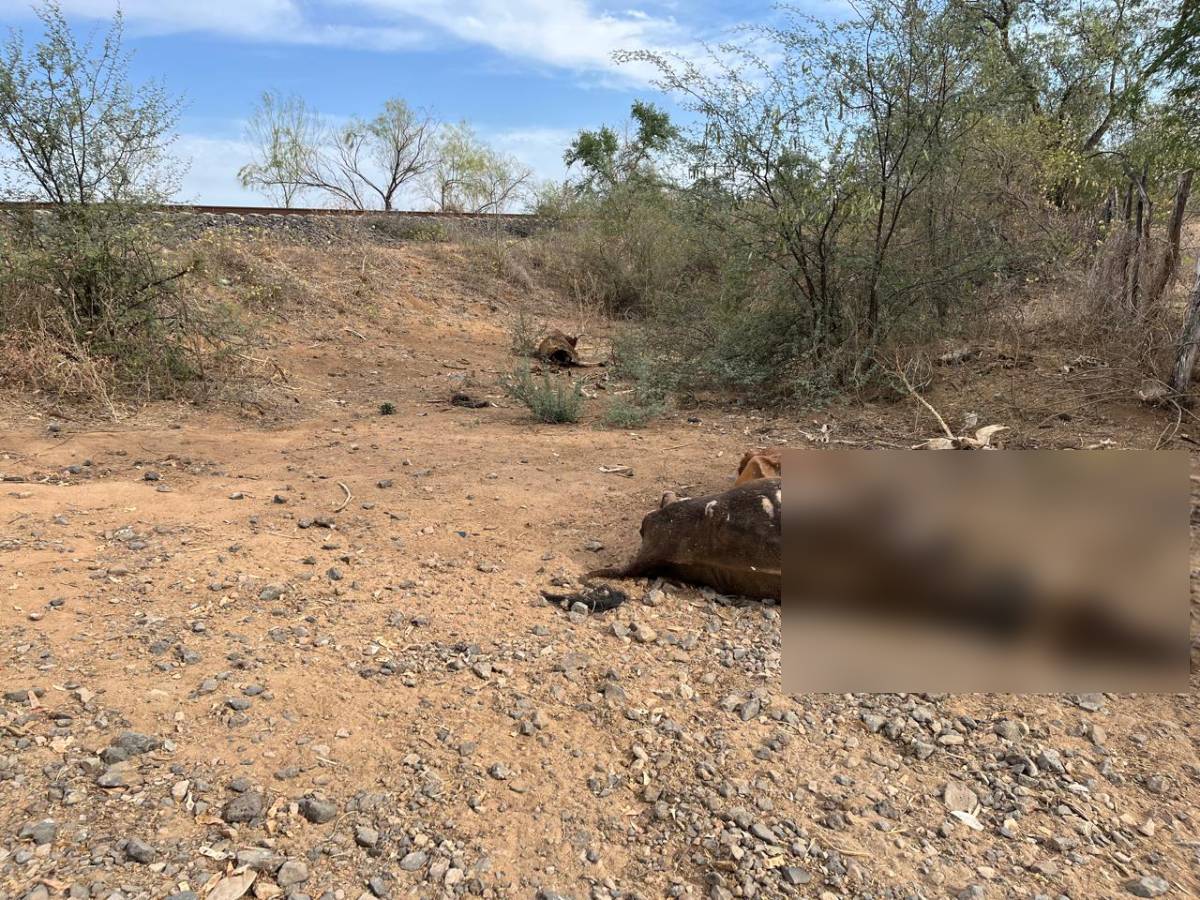 Suman 40 cabezas de ganado muertas en menos de un mes en Choix; hace estragos el calor y falta de agua