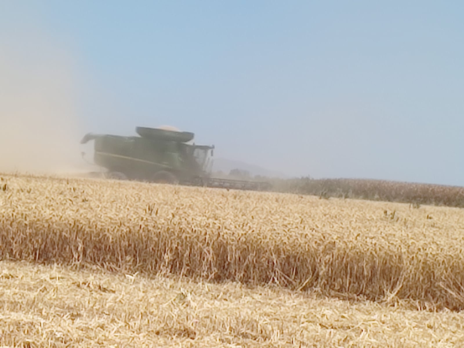 Con incertidumbre y curiosidad productores de El Carrizo arrancan la primera trilla de trigo: JLSV
