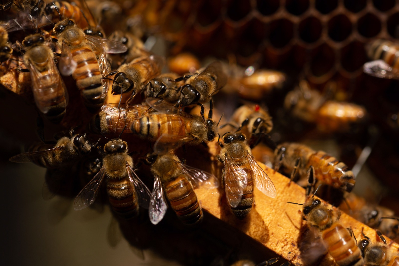 Van por el rescate de abejas en la agricultura; llegará a Sinaloa protocolo para protegerlas
