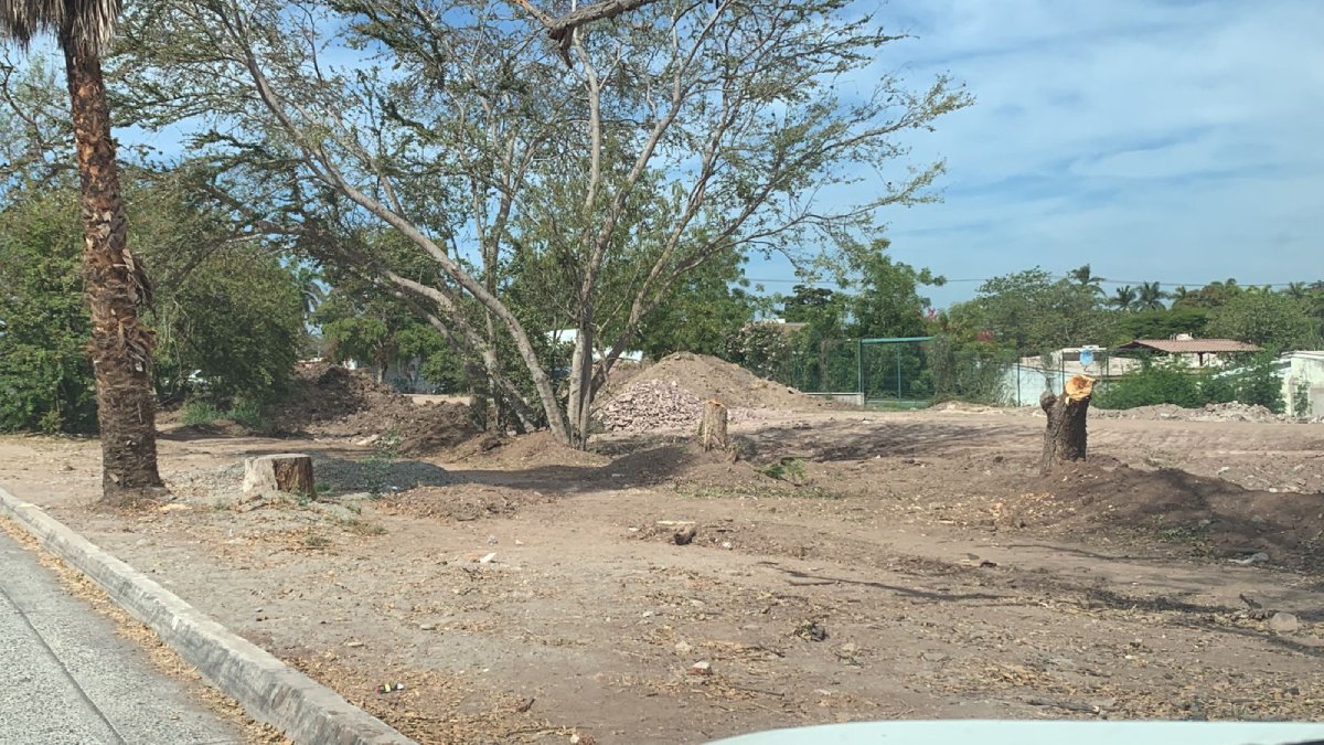 Tala de árboles en la alameda del Rosales tiene permisos; no hay ecocidio, algunos ya están secos: Ecología