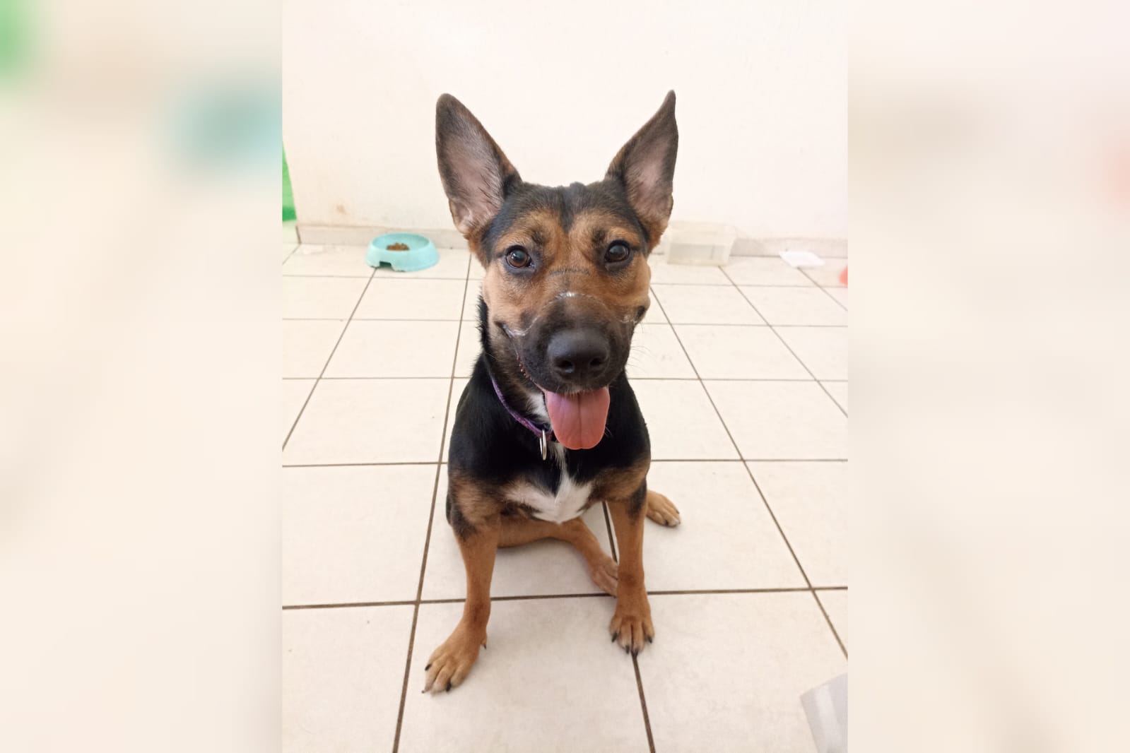 ¿Dejas sola a tu mascota en casa? Esto debes hacer para que este seguro y no haga destrozos