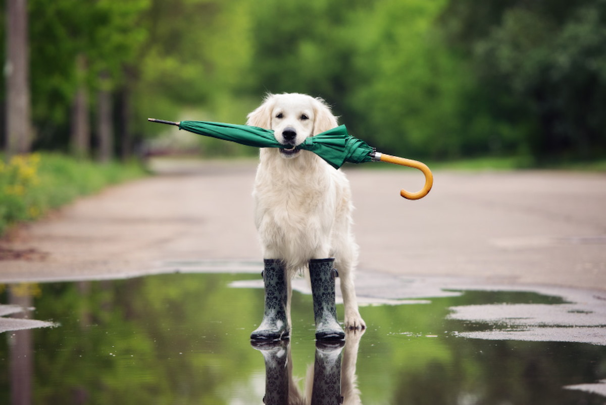 ¿Paseos con lluvia? De esta manera podrás evitar que tu perro se ensucie al salir a caminar