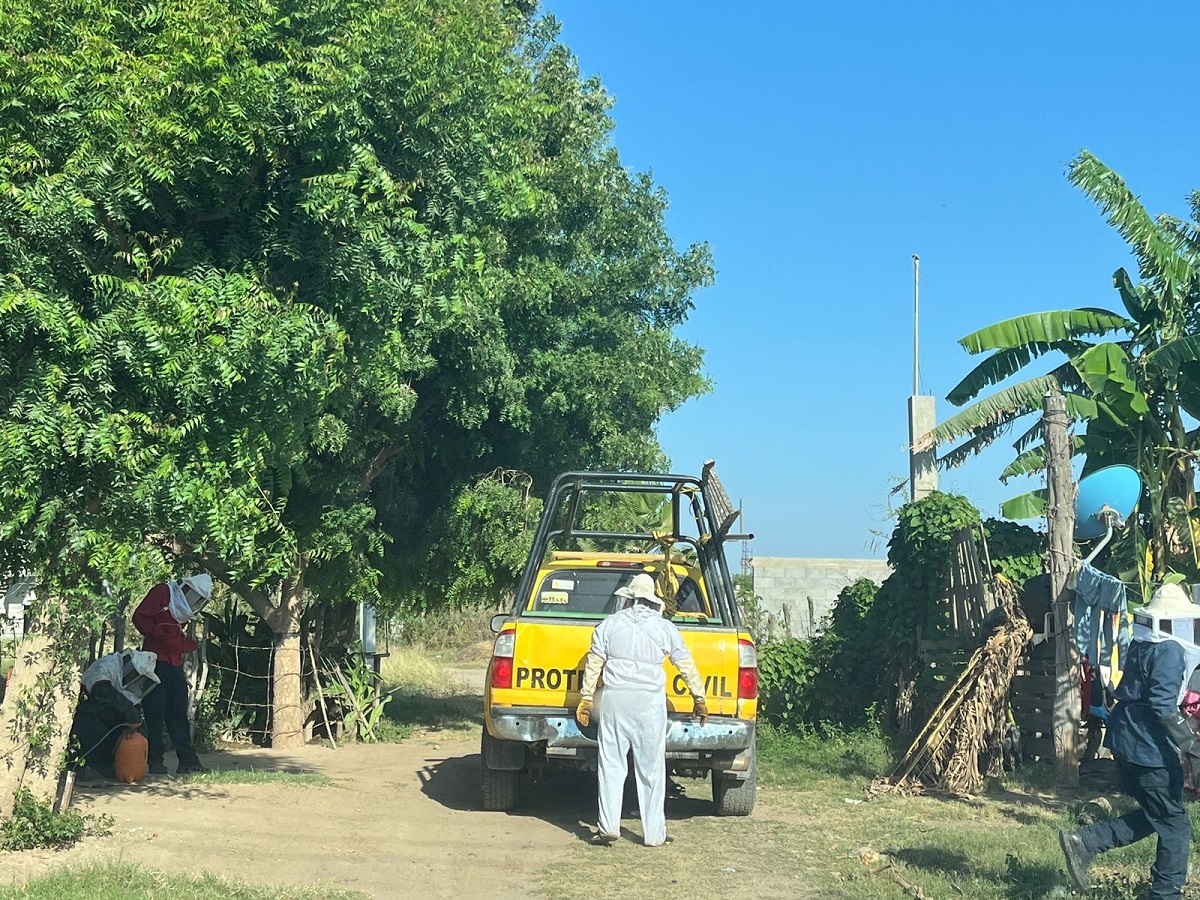 Policías rescatan a mujer que era atacada por abejas en Guasave