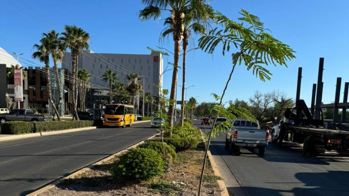 Reforesta ayuntamiento de Ahome e iniciativa privada camellón del bulevar Rosales al sur