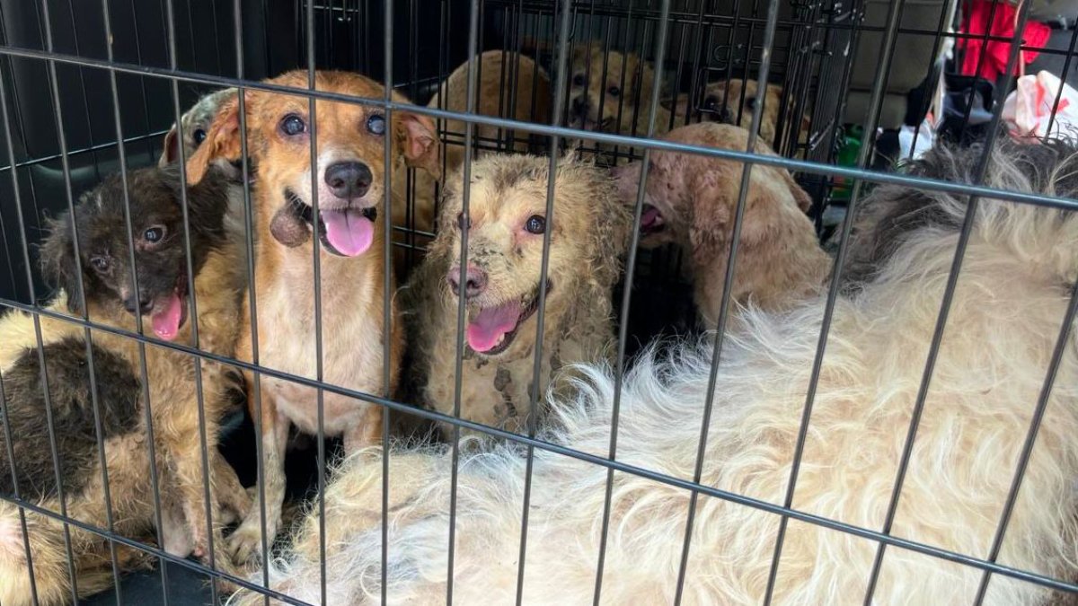 En abandono y con crueldad dejados a su suerte vivían 27 perritos en una casa en Mazatlán