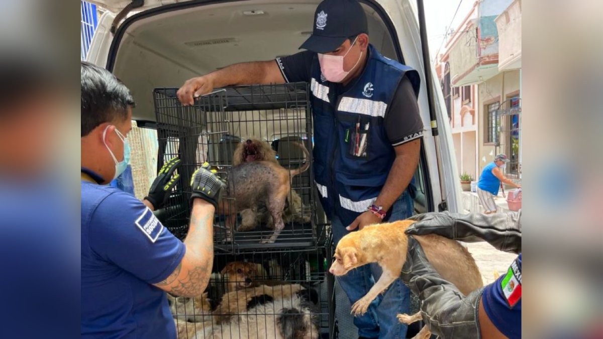 Los 27 perritos abandonados ya están en mejores condiciones y 10 de ellos ya quieren ser adoptados