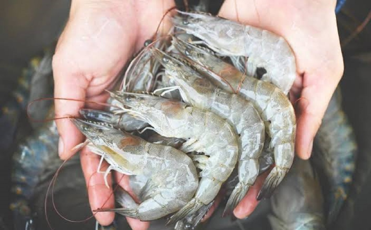 ¡Nada nuevo! Ribereños a pescar camarón el 2 de octubre y altamar quince días después les marca Conapesca