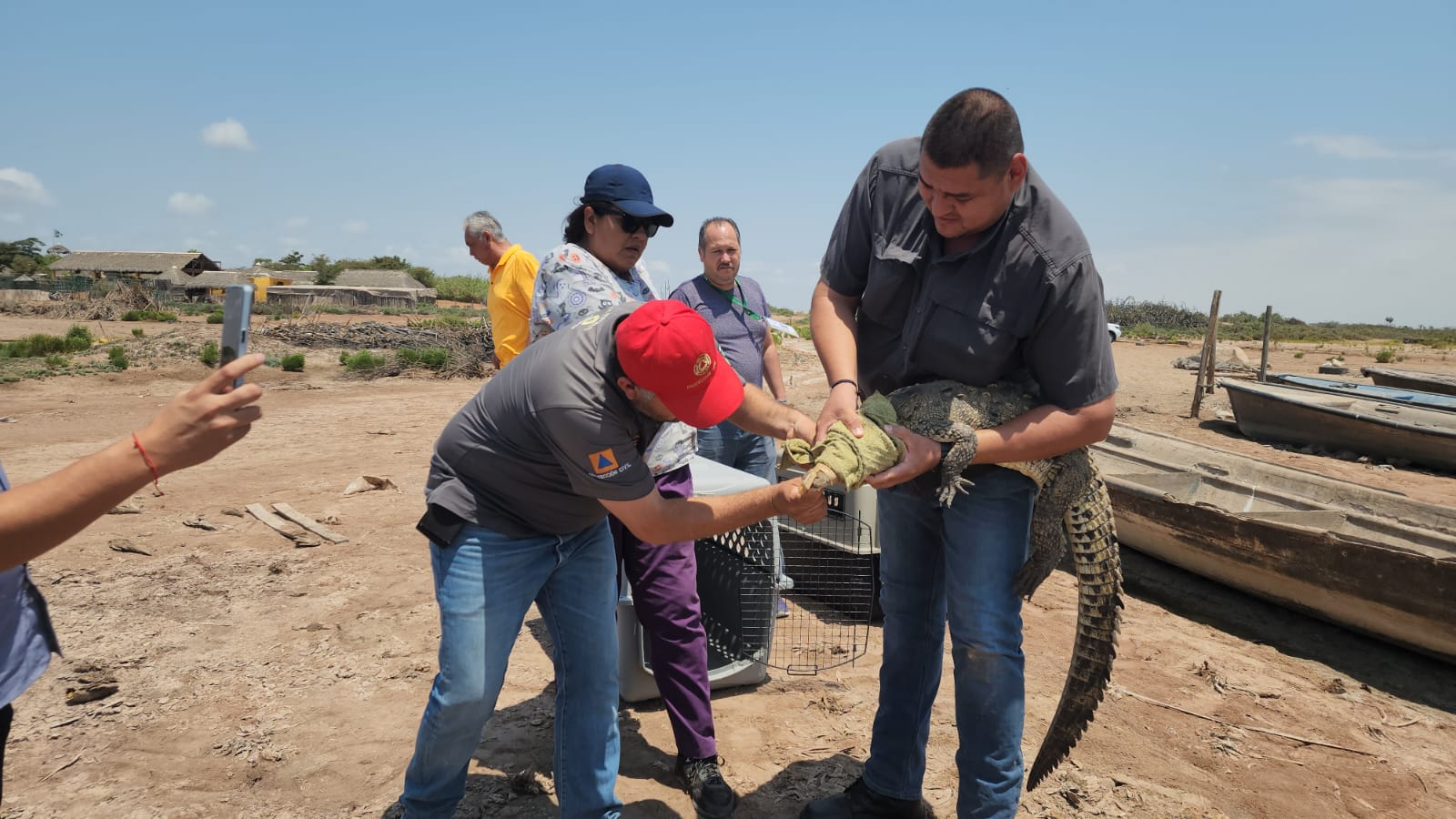 Protección Civil de Culiacán reubica y libera en su hábitat natural a dos cocodrilos