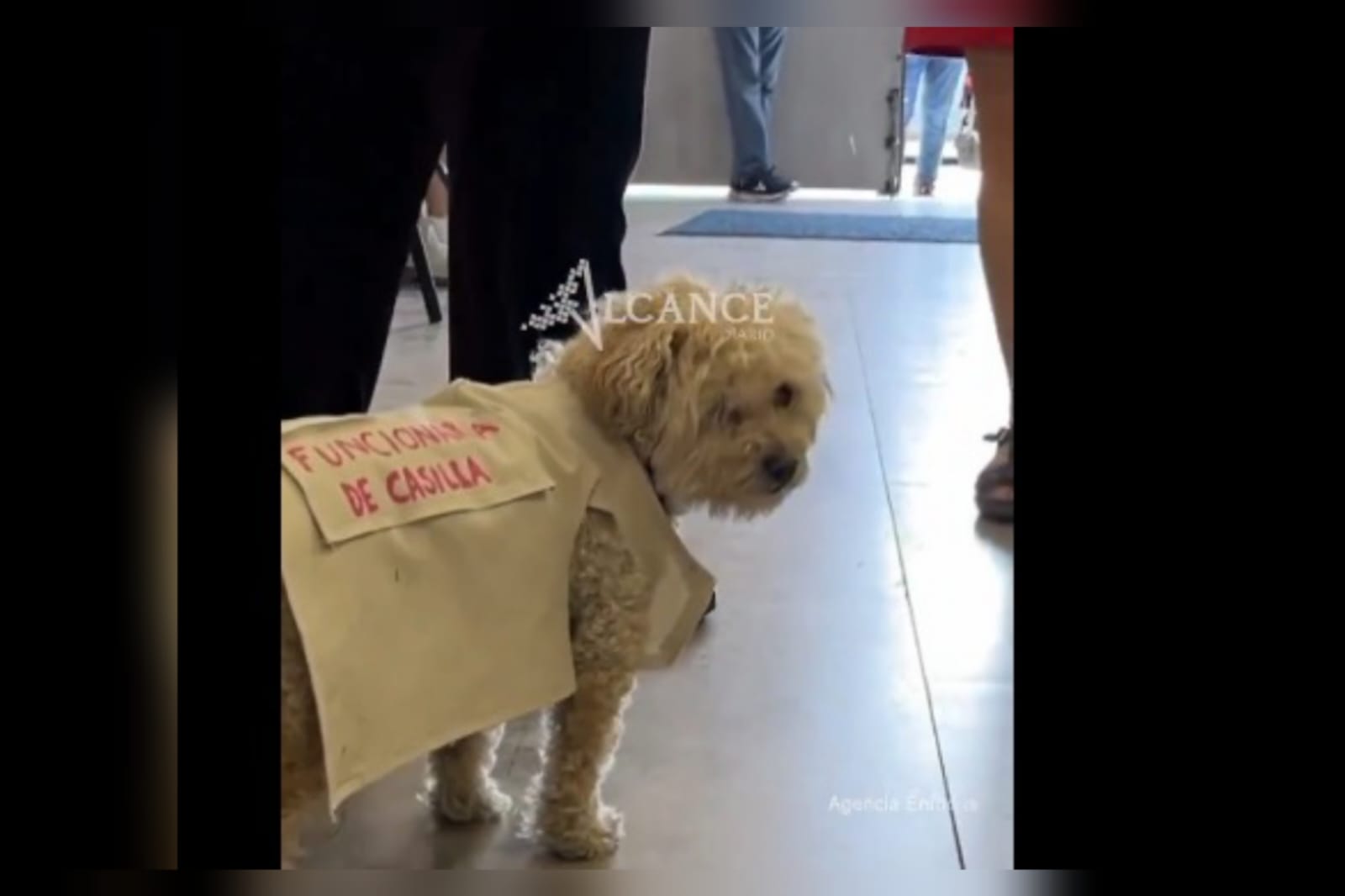Daisy, la perrita funcionaria de casilla que enterneció las redes sociales