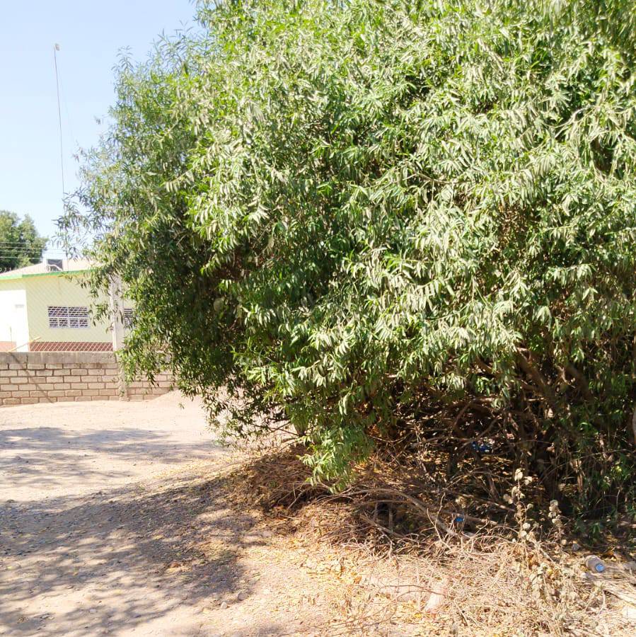 ¿Irá la Policía Ambiental? Denuncian vecinos de La Cuesta de Arriba, Guasave, basurero a un costado de la primaria