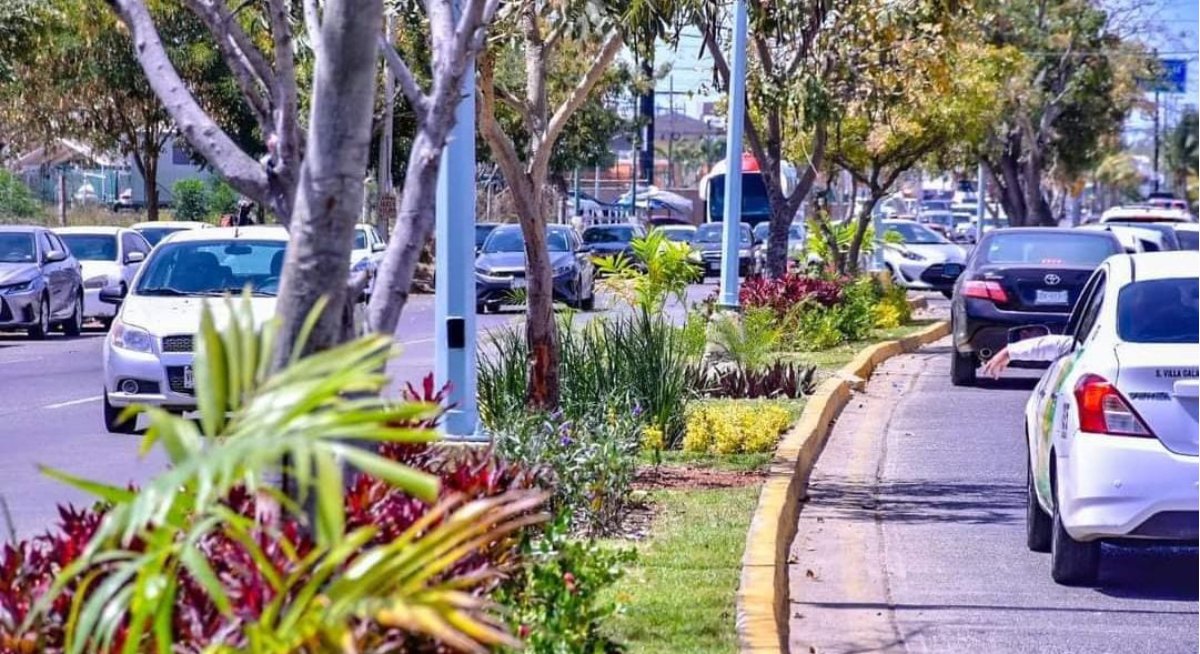 Empresa publicitaria ‘sabotea’ al Ayuntamiento de Mazatlán quemando y secando la flora pública