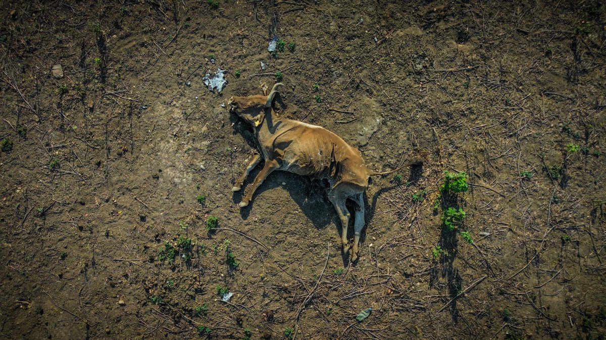 Entre 80 y 100 cabezas de ganado han muerto en Choix como consecuencia de la sequía