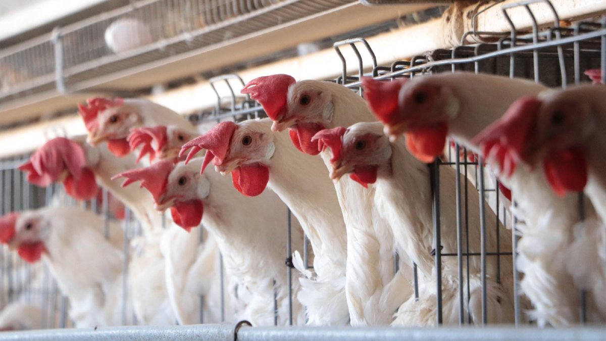 Es seguro consumir carne de pollo y huevo en México, afirma la Sader