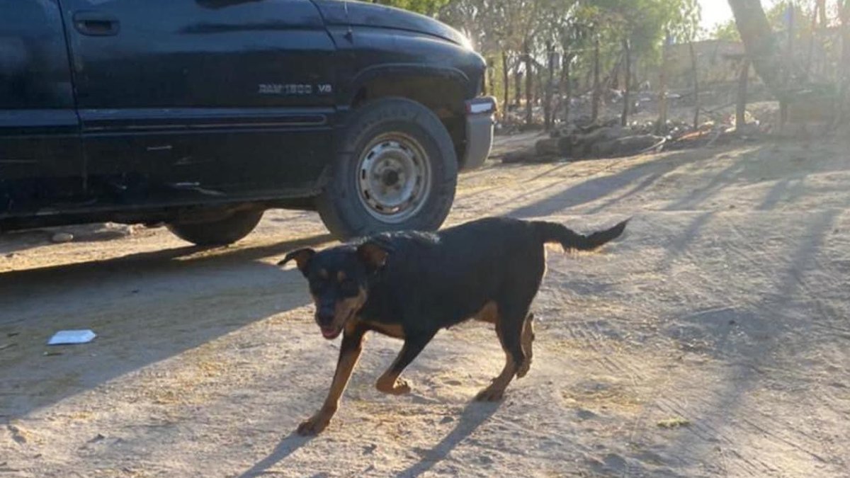 Denuncian vecinos de Bajosori, Choix, asesinatos de perros y gatos