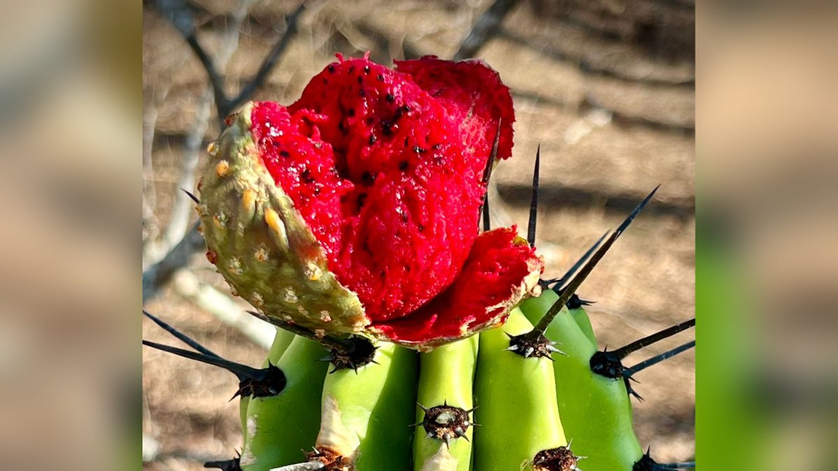 Con su color y sabor, la pitaya despierta interés en su festival en San Ignacio