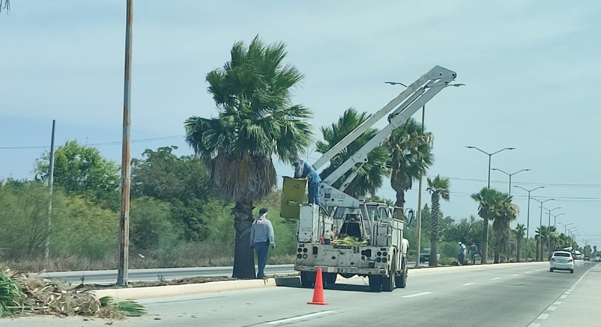 Atiende Servicios Públicos la poda de árboles en Ahome ante temporada de lluvias y así evitar problemas