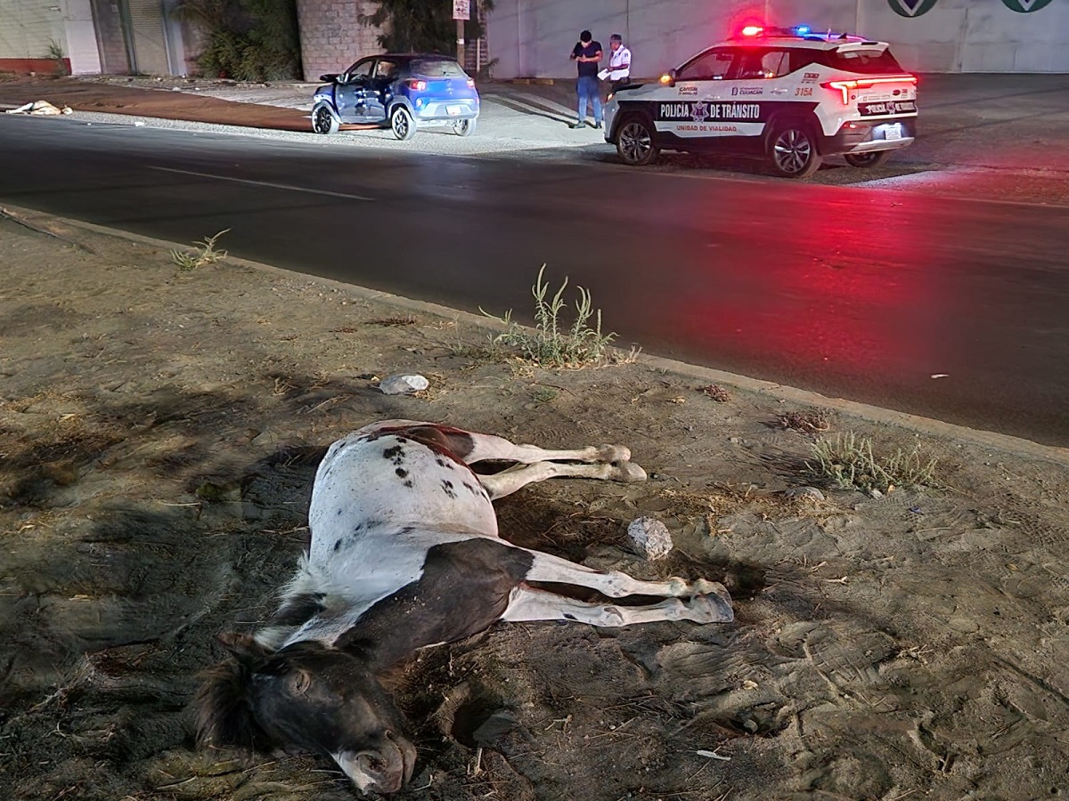 Dos ponis son arrollados por un automovilista en Culiacán; uno muere y el otro resulta gravemente lesionado