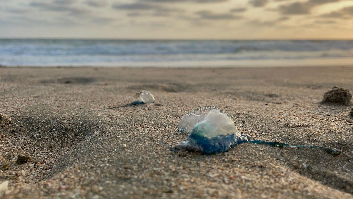 ¡Cuidado porque arde! Hay presencia de quemadores en playas de Mazatlán