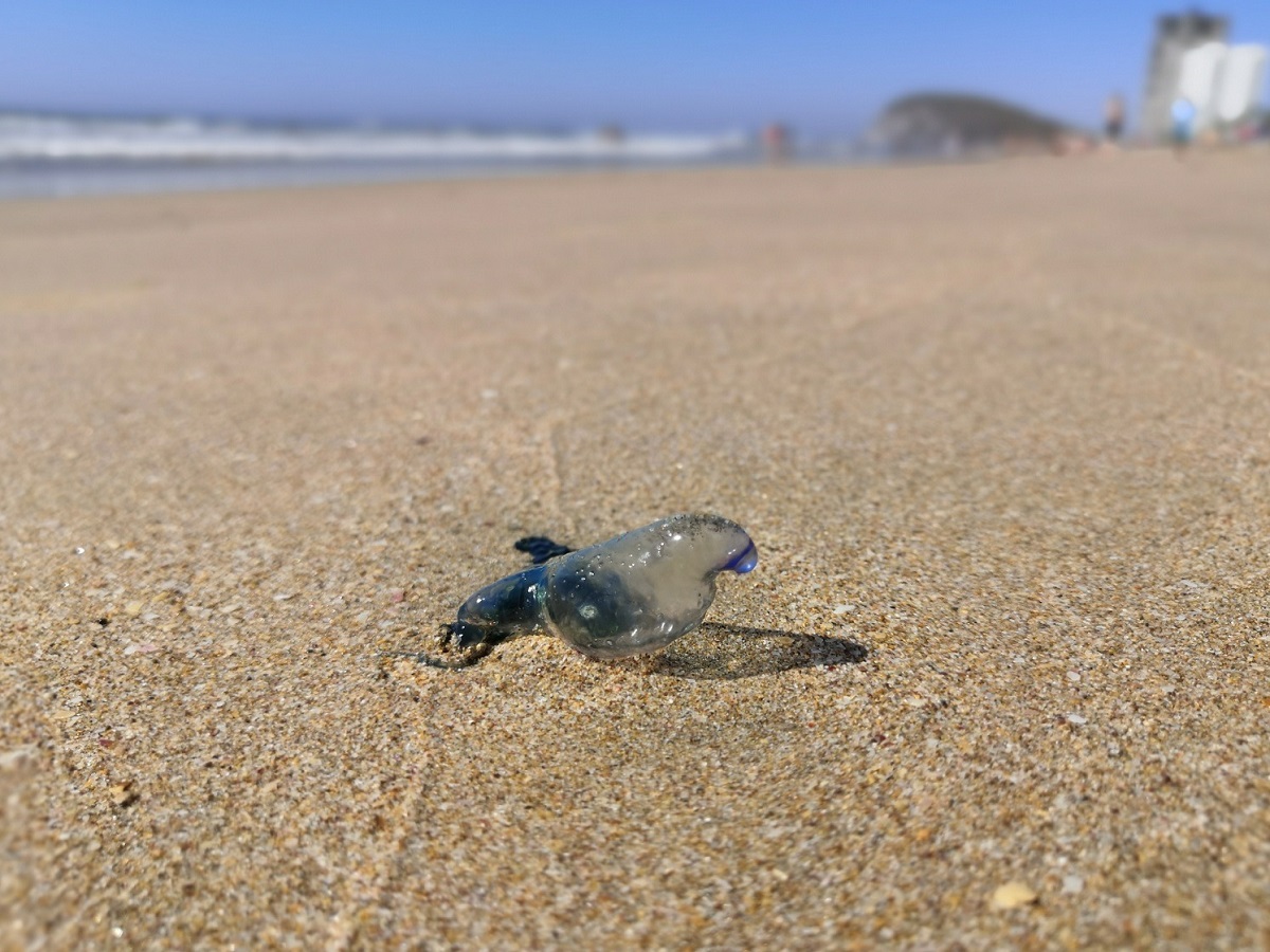 Se reporta presencia de quemadores y efectos de Mar de Fondo en playas de Mazatlán