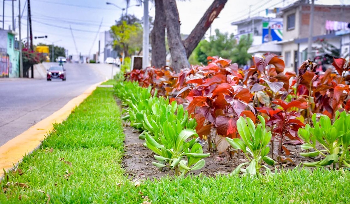 En Mazatlán se roban hasta las plantas de la vía pública, pide alcalde terminar con esa mala práctica