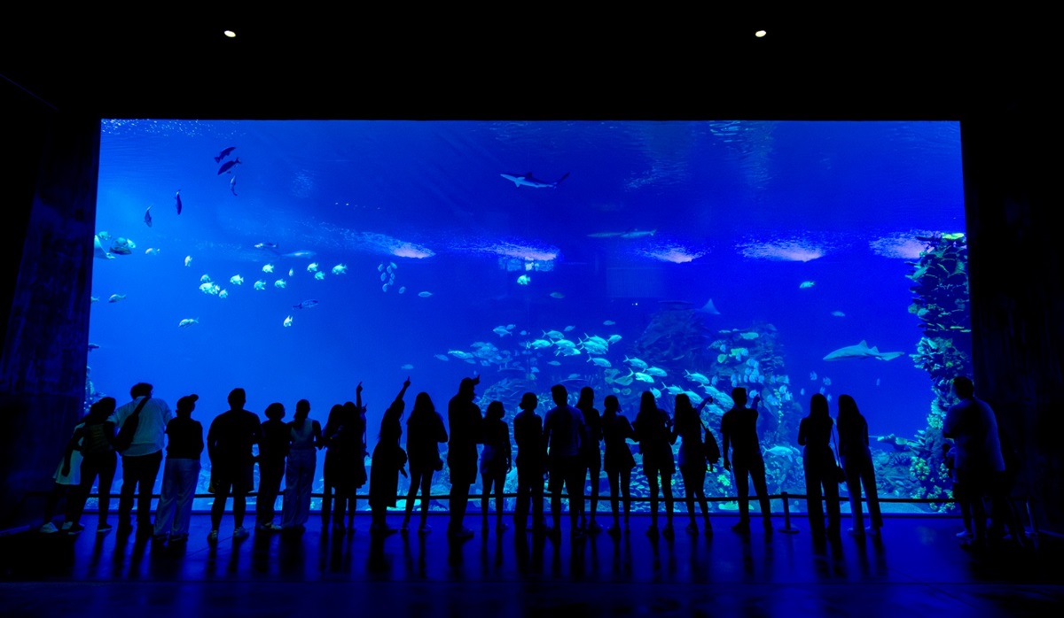 ¿Recorrer Mazatlán de noche? No puedes perderte el tour Shark Nigths en Gran Acuario