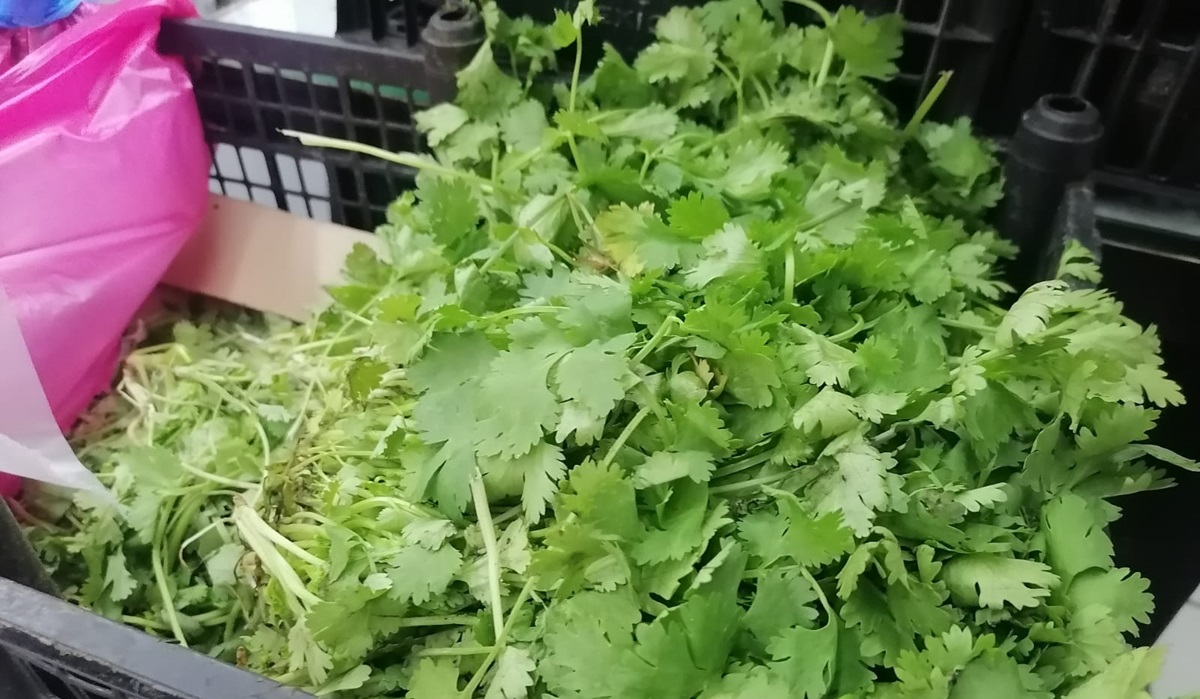 Por los cielos precio de cilantro, rábano y aguacate en fruterías de Mazatlán