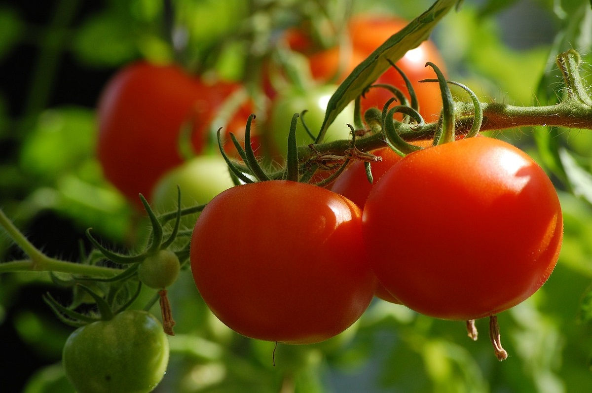 ‘El tomate de Sinaloa es difícil de sustituir’, recuerda Sheinbaum en vísperas de que se venza convenio con EU