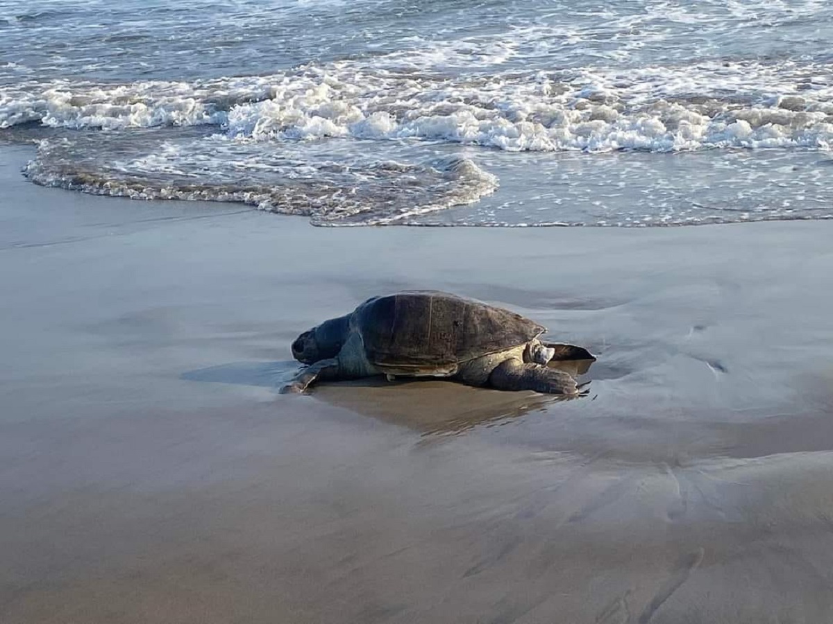 Aparecen sin vida gran número de tortugas en la Isla de la Piedra en Mazatlán