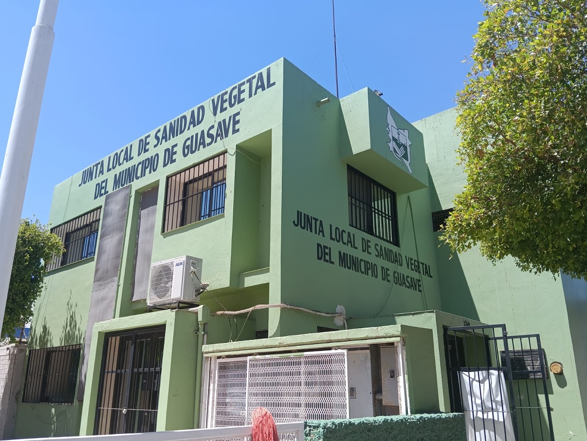¡A la baja! Quema de soca disminuye en el valle de Guasave, reporta la Junta Local de Sanidad Vegetal