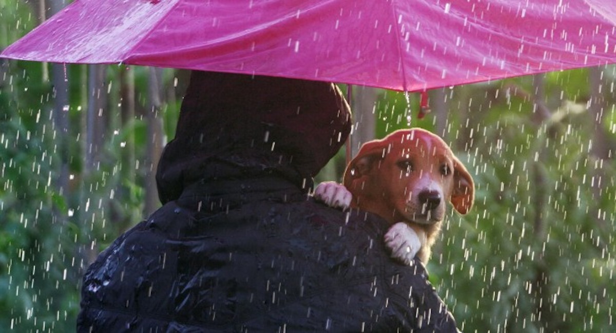 ¡Ellos también son familia, no los abandones! Resguarda también a tu mascota ante algún huracán