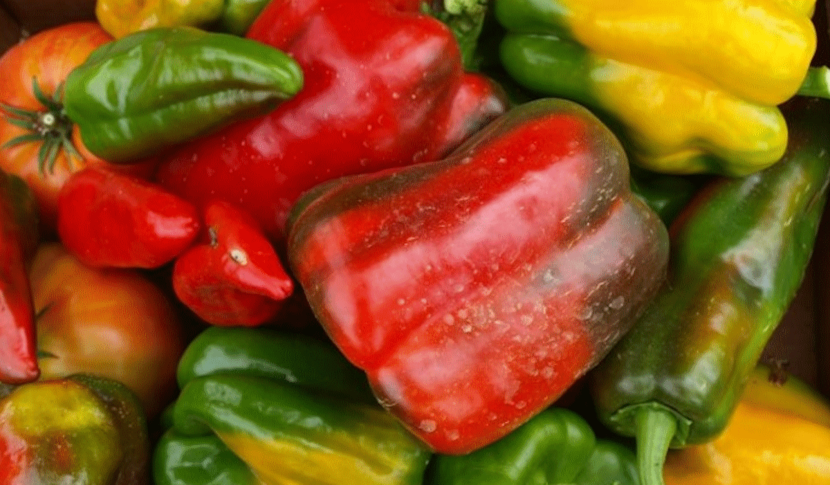 La posibilidad de exportar el pimiento de Sinaloa a Japón es un paso importante, y años de trabajo: CAADES