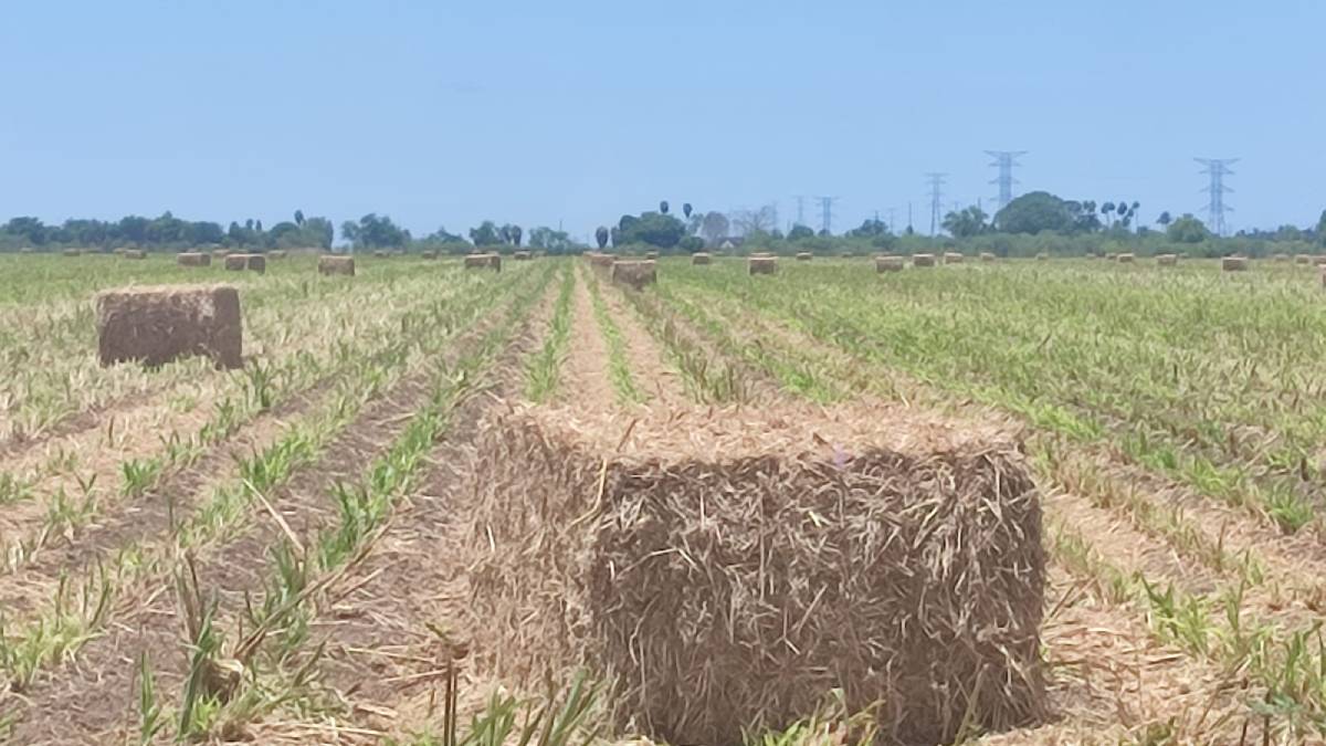 Se acaban esquilmos para elaborar pacas de maíz en El Fuerte