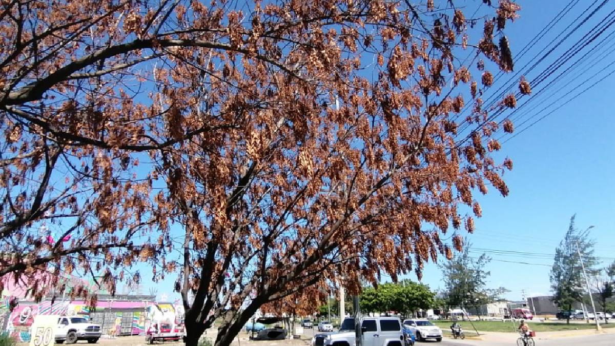 Secan los árboles en el camellón de la avenida Cristóbal Colón frente a la fuente Los Cantaritos en Mazatlán