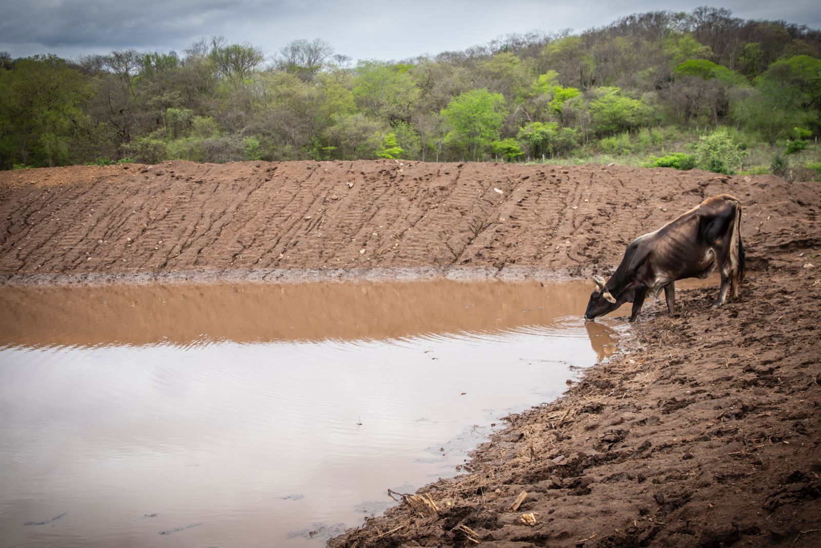 Sector ganadero gestiona ante municipios apoyos para la construcción de bordos y abrevaderos en Sinaloa