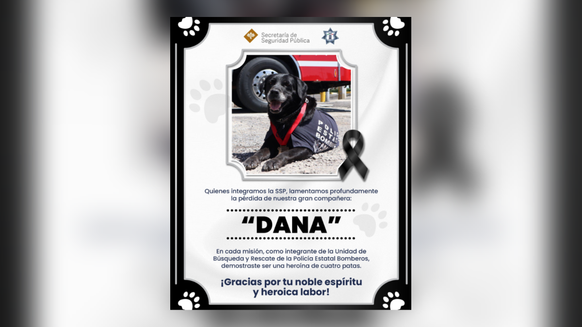 Adiós a Dana, la leal agente canina del Cuerpo de Bomberos en Puebla