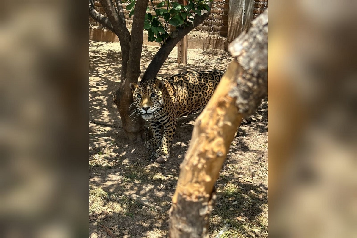 Tras reporte de maltrato animal, Ejército y FGR aseguran un jaguar en El Platanar, Mocorito