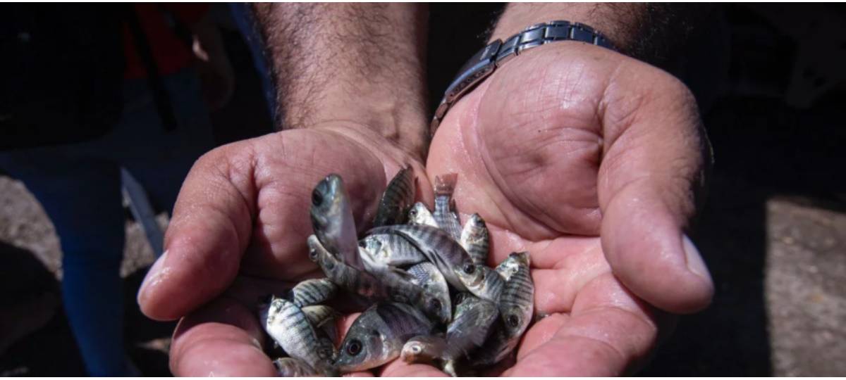 Para beneficiar a pescadores, Gámez Mendívil pone en marcha siembra de 2 millones de alevines en Culiacán