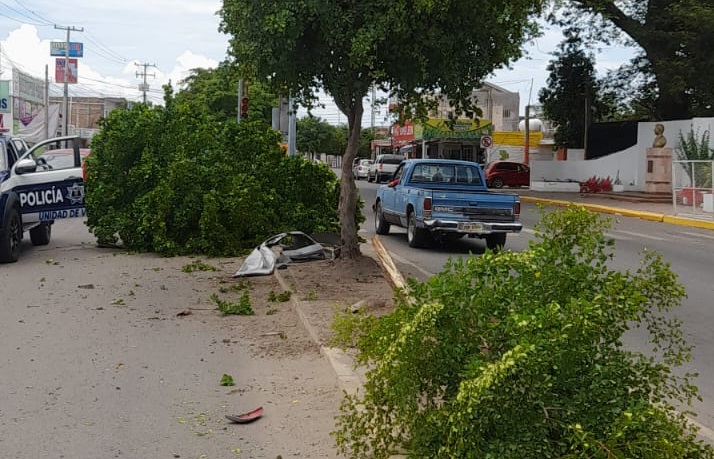 Choca contra árbol y huye en la colonia Independencia, Guasave