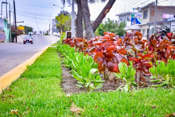 Camellones embellecidos de Mazatlán no tienen problema de agua; hay 80m3 disponibles: Jumapam