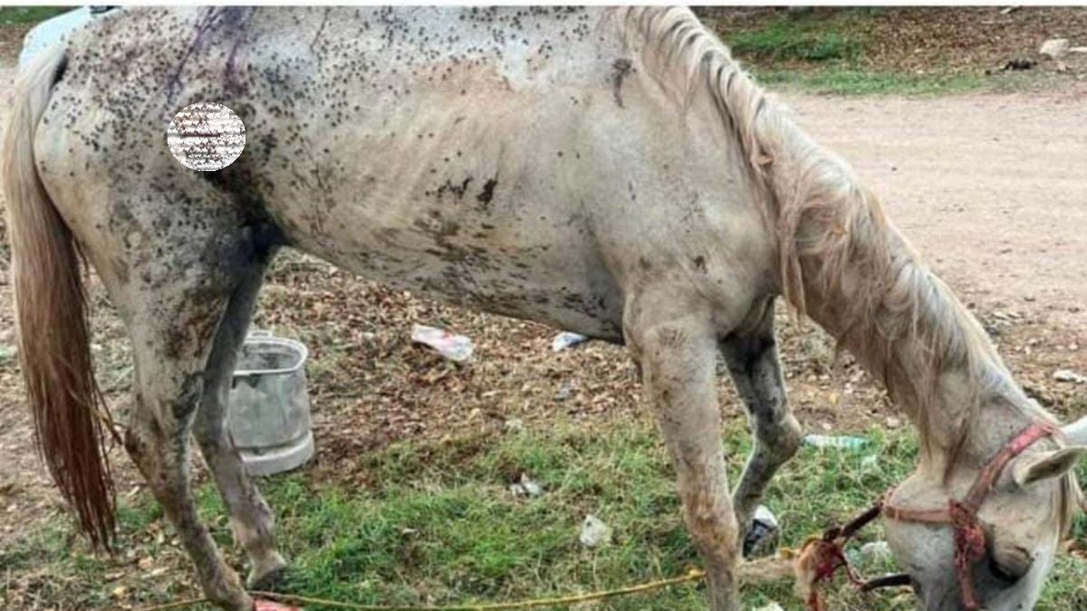 ¡Es inhumano! Denuncian pésimas condiciones de caballo en Leyva Solano, Guasave